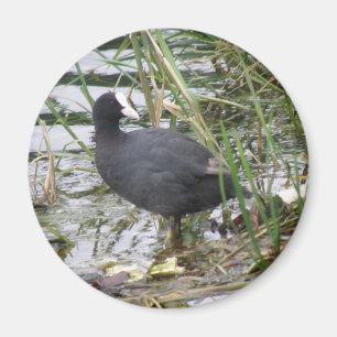 Coot on the Riverbank Magnet