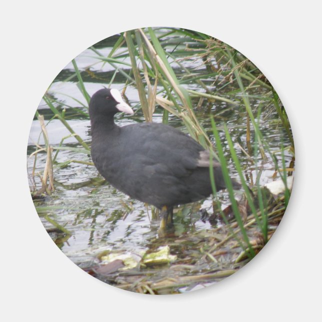 Coot on the Riverbank Magnet (Front)