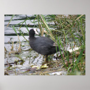 Coot on the Riverbank Poster