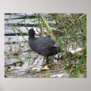 Coot on the Riverbank Poster