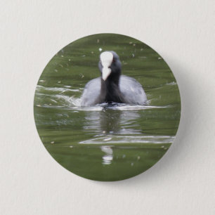 Coot Swimming Button