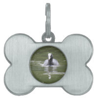 Coot Swimming Pet Tag