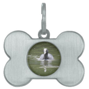 Coot Swimming Pet Tag
