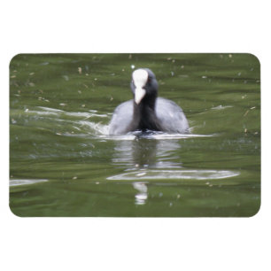Coot Swimming Premium Magnet