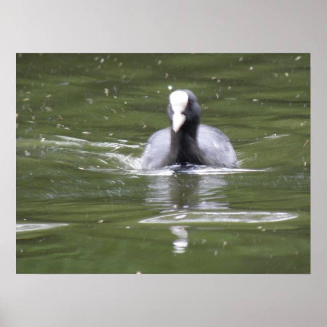 Coot Swimming Print (Front)