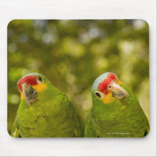 Copan, Honduras Mouse Mat