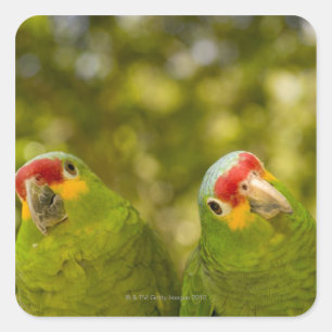 Copan, Honduras Square Sticker