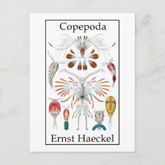 Copepoda by Ernst Haeckel Postcard