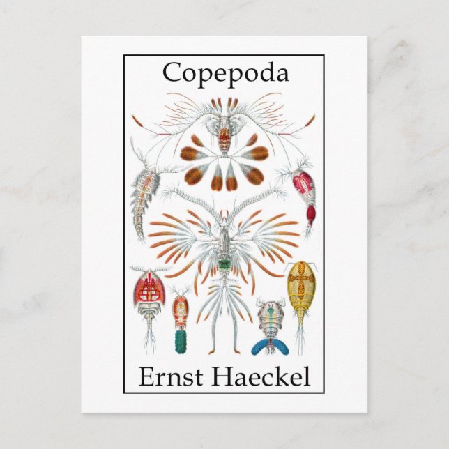 Copepoda by Ernst Haeckel Postcard (Front)