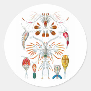 Copepods Classic Round Sticker