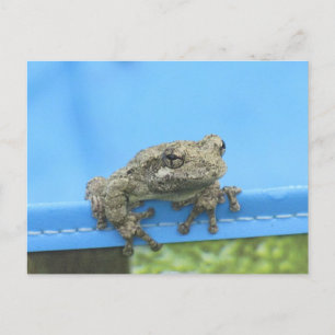 Copes Tree Frog hanging out Postcard