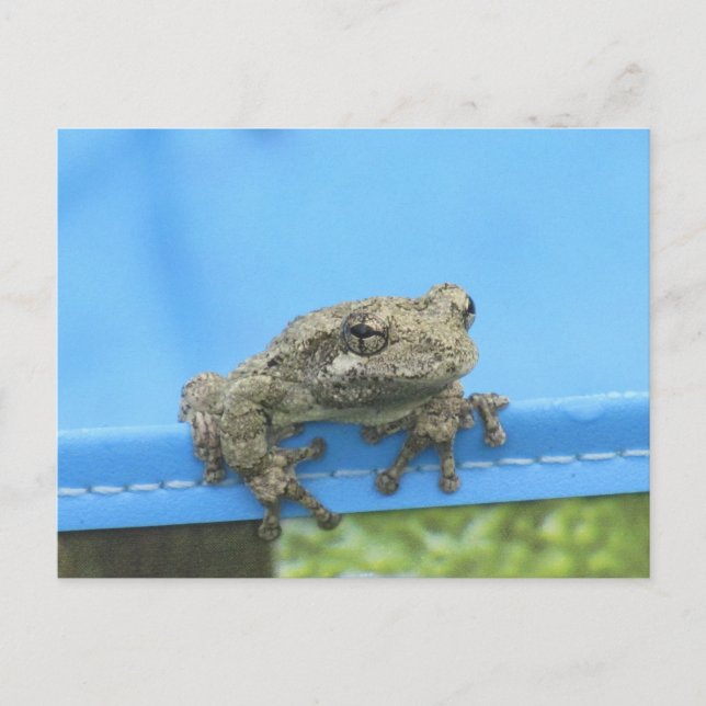 Copes Tree Frog hanging out Postcard (Front)