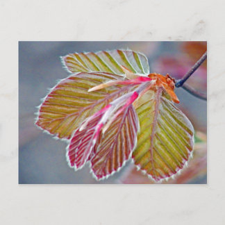 copper beech leaves postcard