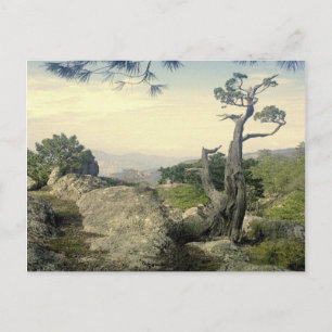 Copper Canyon Tree Postcard