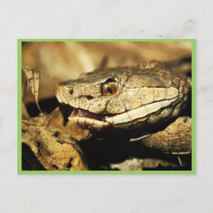 Copperhead Postcard