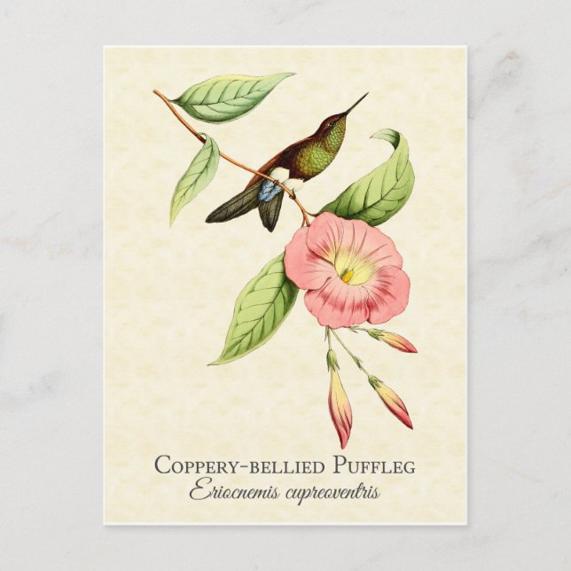 Coppery Bellied Puffleg Hummingbird Art Postcard (Front)
