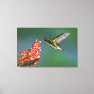 Coppery-headed Emerald, Elvira cupreiceps, Canvas Print