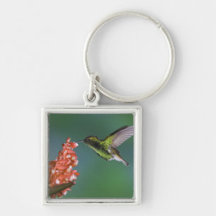 Coppery-headed Emerald, Elvira cupreiceps, Key Ring