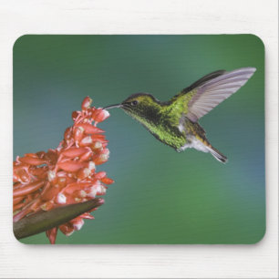 Coppery-headed Emerald, Elvira cupreiceps, Mouse Mat