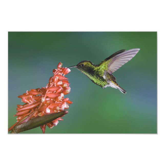 Coppery-headed Emerald, Elvira cupreiceps, Photo Print (Front)