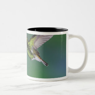 Coppery-headed Emerald, Elvira cupreiceps, Two-Tone Coffee Mug