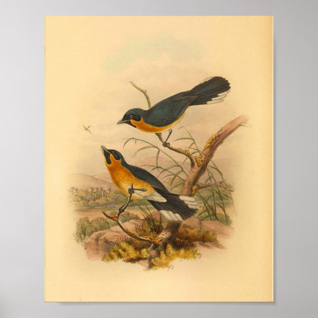 Coppingers Flycatcher Bird Vintage Print (Front)