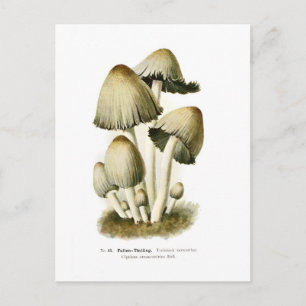 Coprinus atramentarius postcard