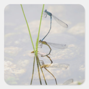Copulation of Damselflies Square Sticker