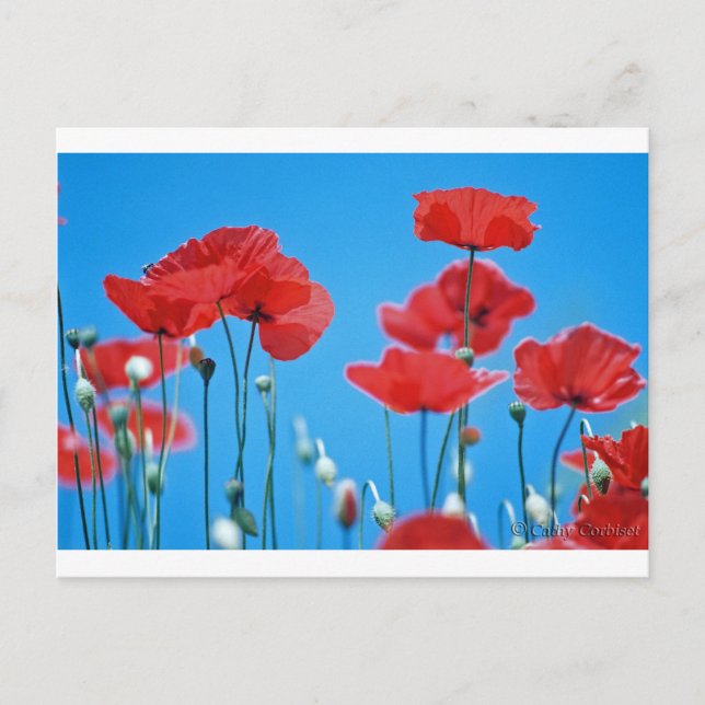 Coquelicots de Provence Postcard (Front)