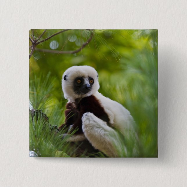 Coquerel's Sifaka in the forest 2 15 Cm Square Badge (Front)