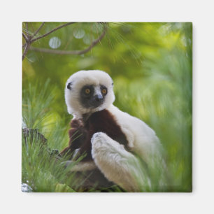 Coquerel's Sifaka in the forest 2 Magnet