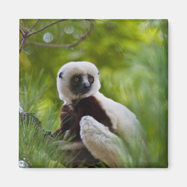 Coquerel's Sifaka in the forest 2 Magnet (Front)