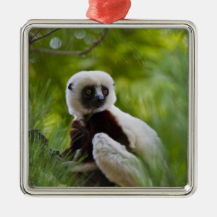Coquerel's Sifaka in the forest 2 Metal Tree Decoration