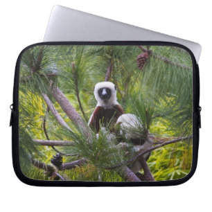 Coquerel's Sifaka in the forest Laptop Sleeve