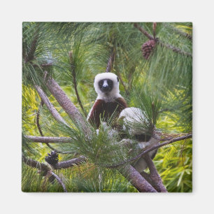 Coquerel's Sifaka in the forest Magnet