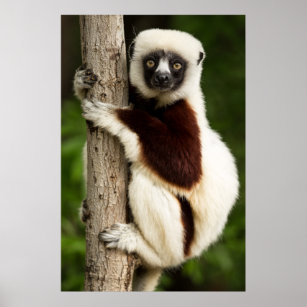Coquerel's sifaka lemur poster