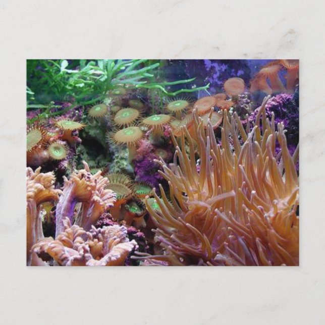 corail reef postcard (Front)