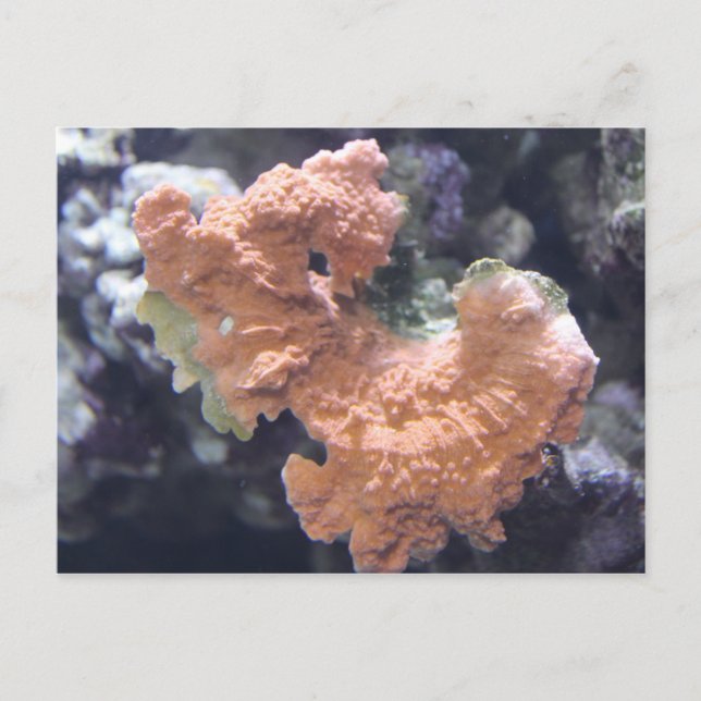 Coral # 1 postcard (Front)