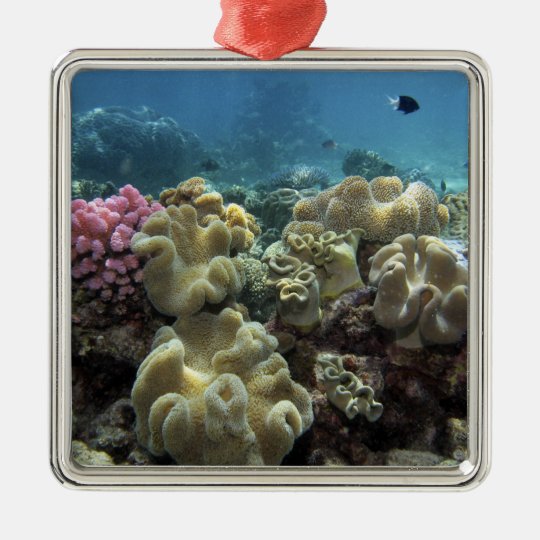Coral, Agincourt Reef, Great Barrier Reef, Christmas Ornament Zazzle.co.uk