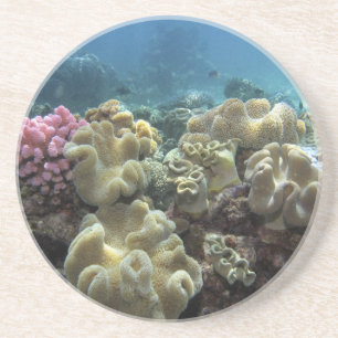 Coral, Agincourt Reef, Great Barrier Reef, Coaster
