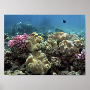 Coral, Agincourt Reef, Great Barrier Reef, Poster