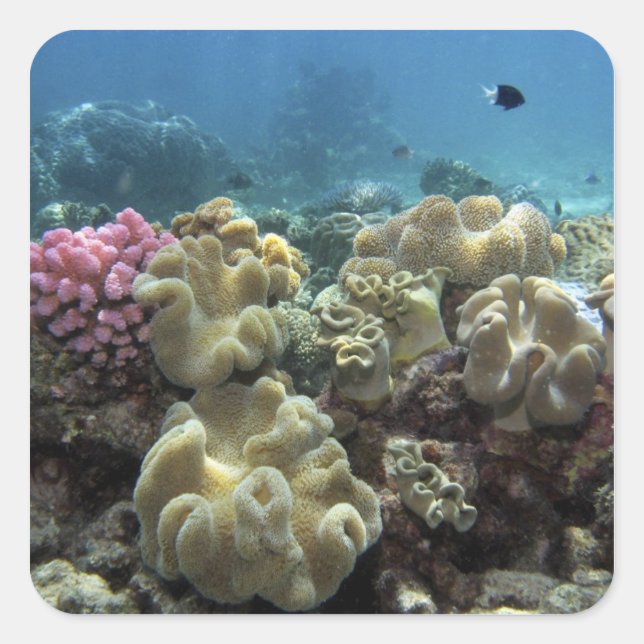 Coral, Agincourt Reef, Great Barrier Reef, Square Sticker (Front)