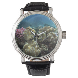 Coral, Agincourt Reef, Great Barrier Reef, Watch