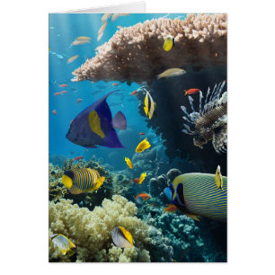 Coral and fish in the Red Sea, Egypt