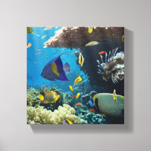 Coral and fish in the Red Sea, Egypt Canvas Print