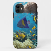 Coral and fish in the Red Sea, Egypt