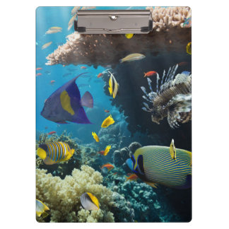 Coral and fish in the Red Sea, Egypt Clipboard