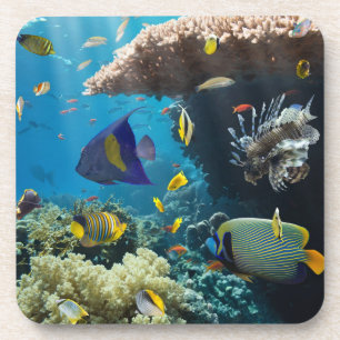 Coral and fish in the Red Sea, Egypt Coaster