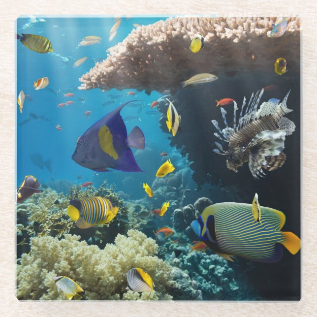 Coral and fish in the Red Sea, Egypt Glass Coaster (Front)