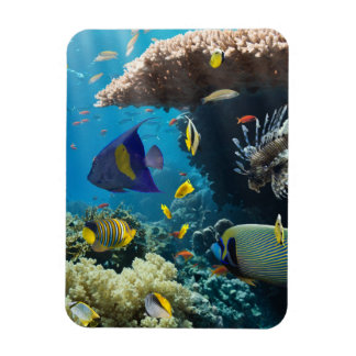 Coral and fish in the Red Sea, Egypt Magnet